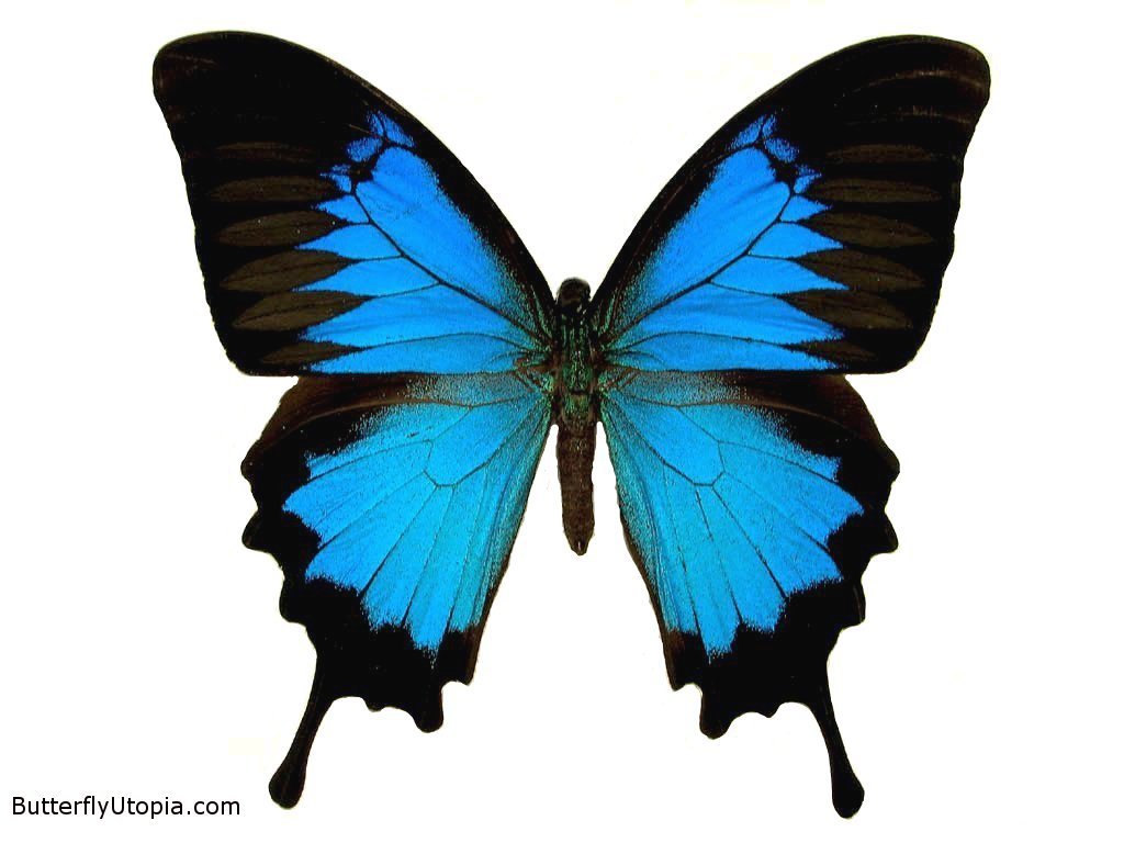 MORPHO
